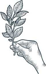 illustration-feuille-main