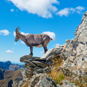 bouquetin-montagnes-pyrenees