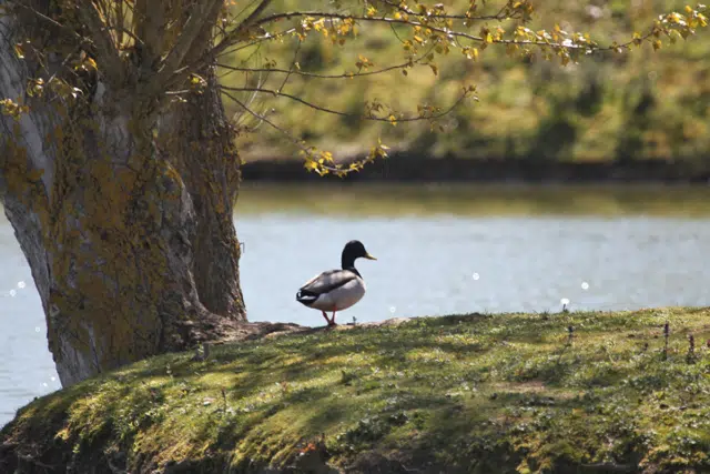 Gers campsite, Whakalodge, lake, duck