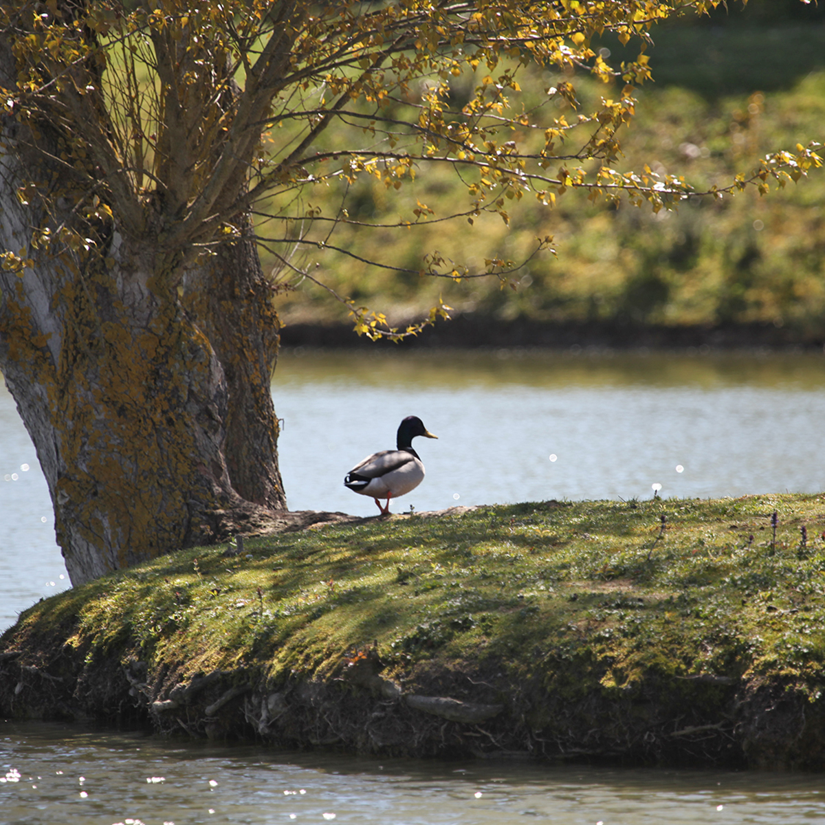 Camping Gers, Whakalodge, lac, canard