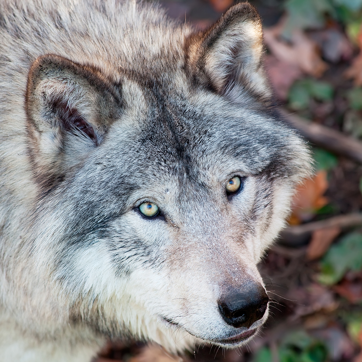 Camping Gers, Whakalodge, loup, parc animalier des Pyrénées