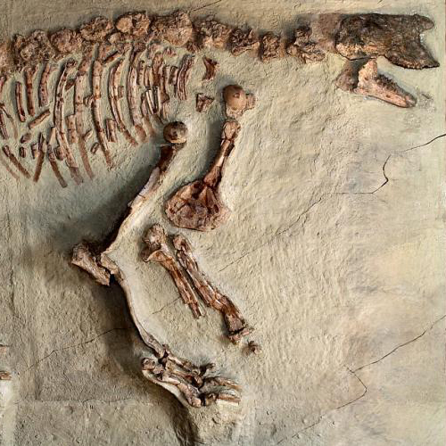 Camping Gers, Whakalodge, Sansan, Paleosite, ossements © Alain Fremion