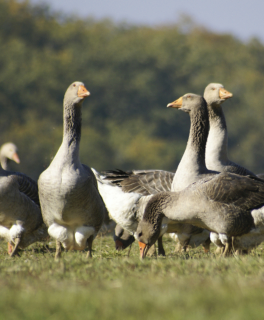 Camping Gers, Whakalodge, Auch, Oies &copy; Adobe Stock