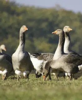 Camping Gers, Whakalodge, Auch, Oies © Adobe Stock