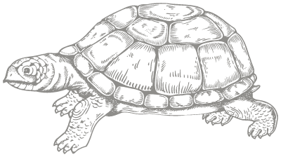 tortue-carapace-illustration