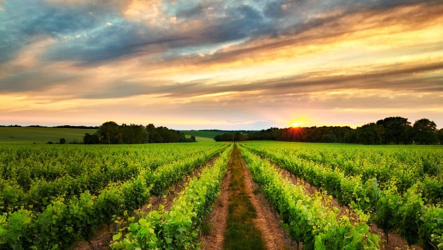 vignoble-gers